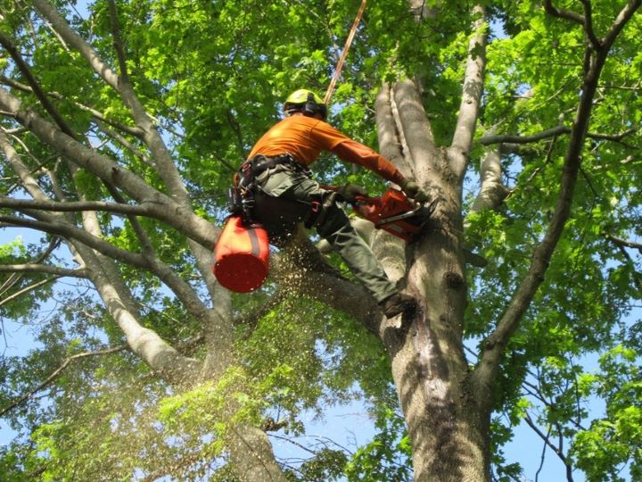 tgolandandseptic-crewmember-in-tree-cutting-large-branch